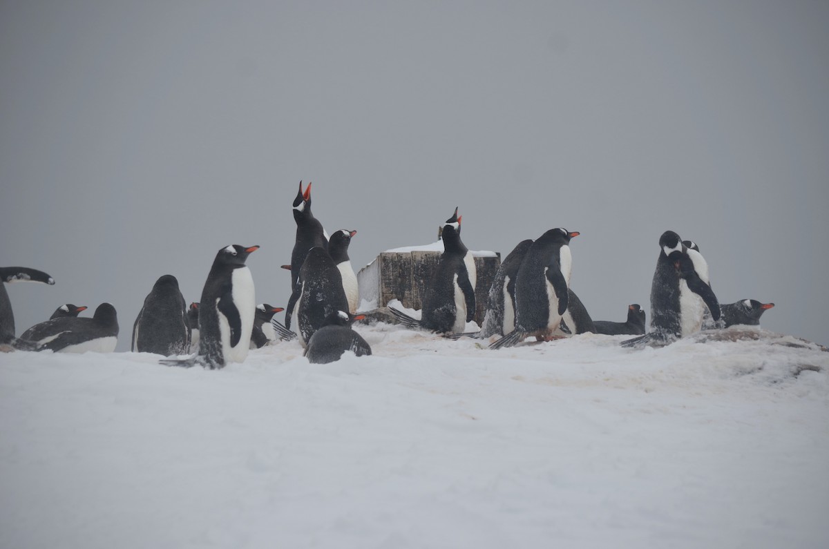 Gentoo Penguin - ML646313981