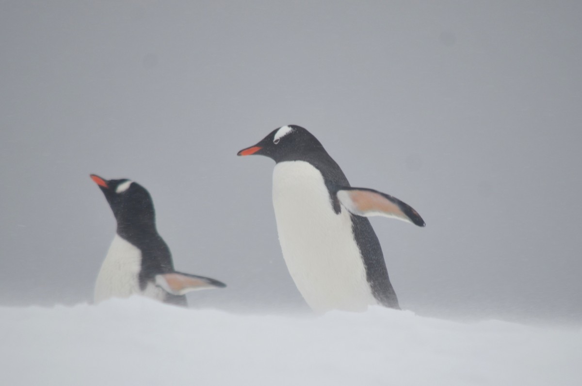 Gentoo Penguin - ML646313982