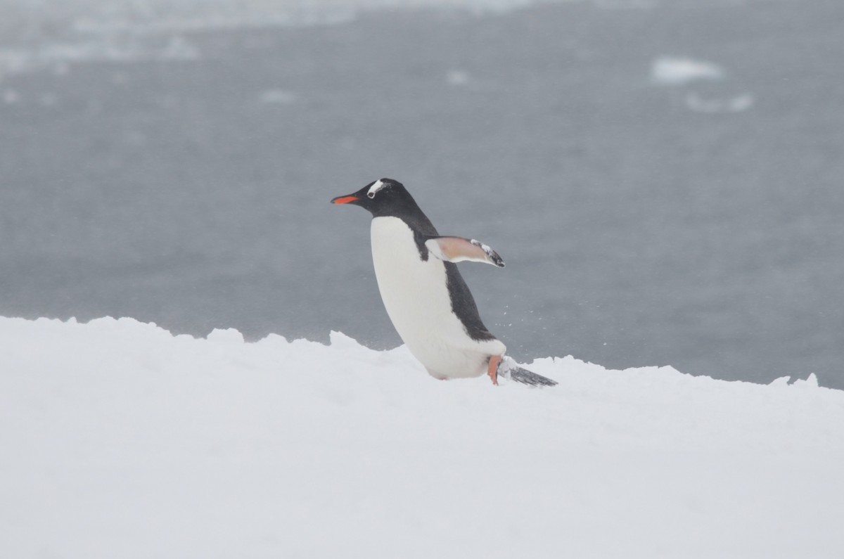 Gentoo Penguin - ML646313983