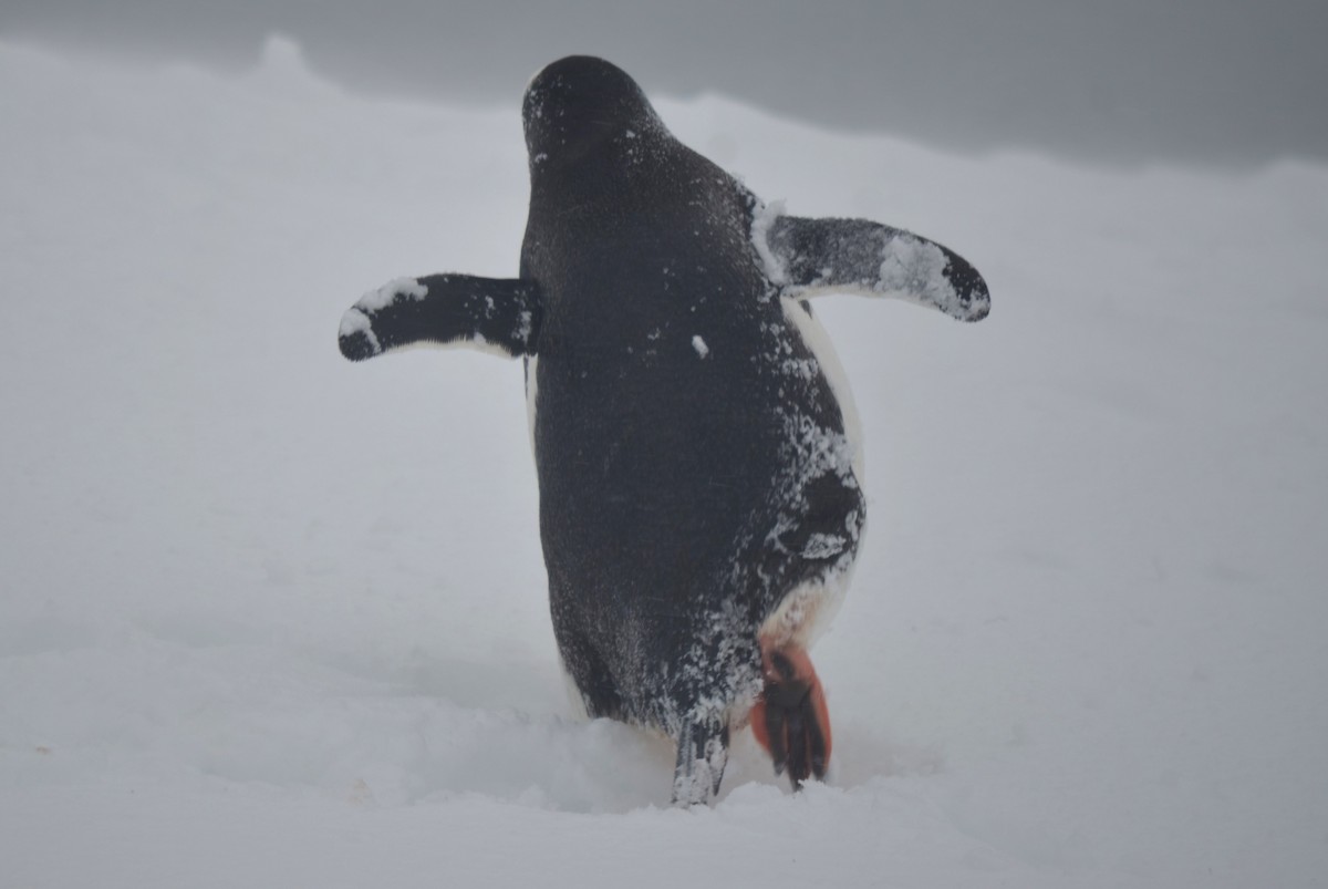 Gentoo Penguin - ML646313984