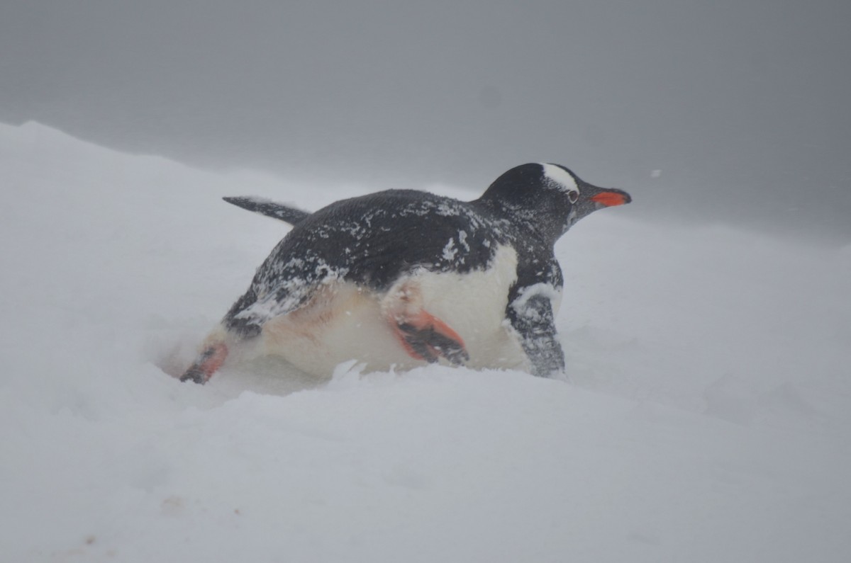 Gentoo Penguin - ML646313985