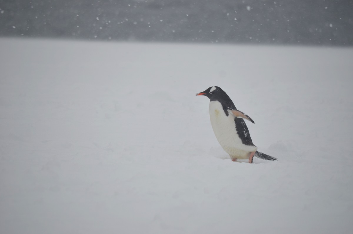 Gentoo Penguin - ML646313986