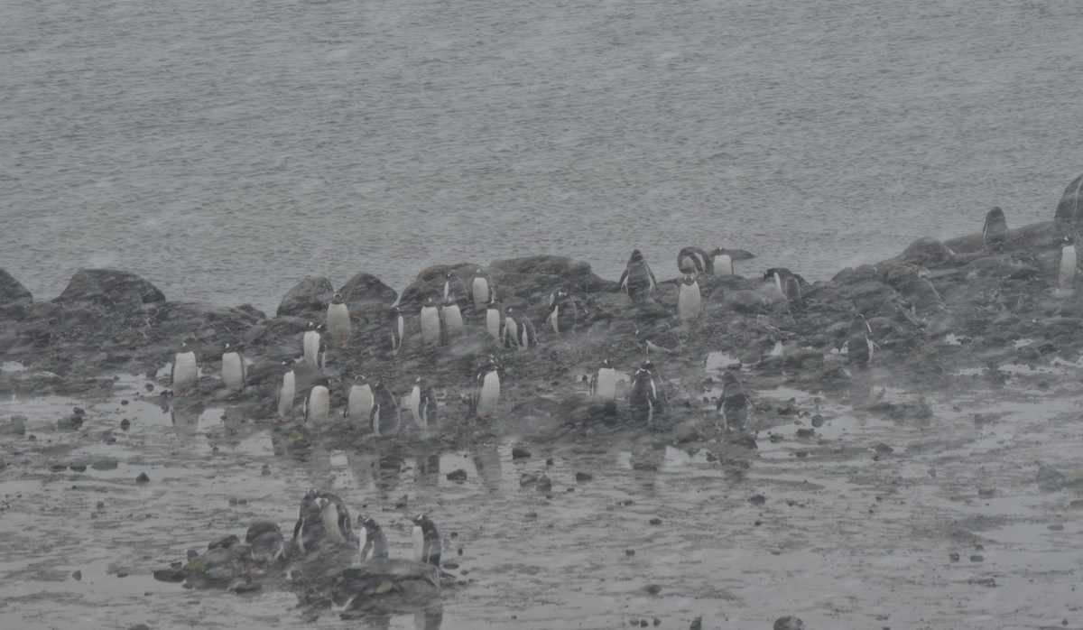 Gentoo Penguin - ML646313987