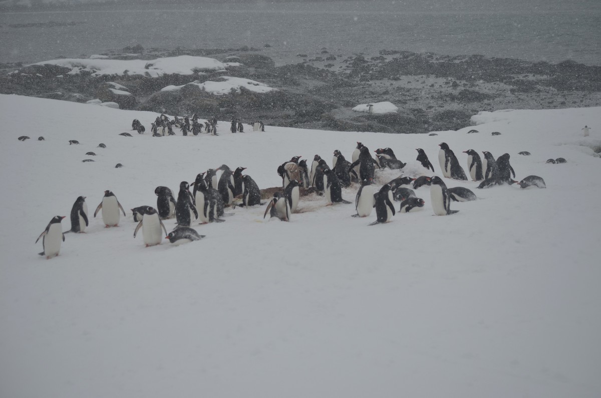 Gentoo Penguin - ML646313988