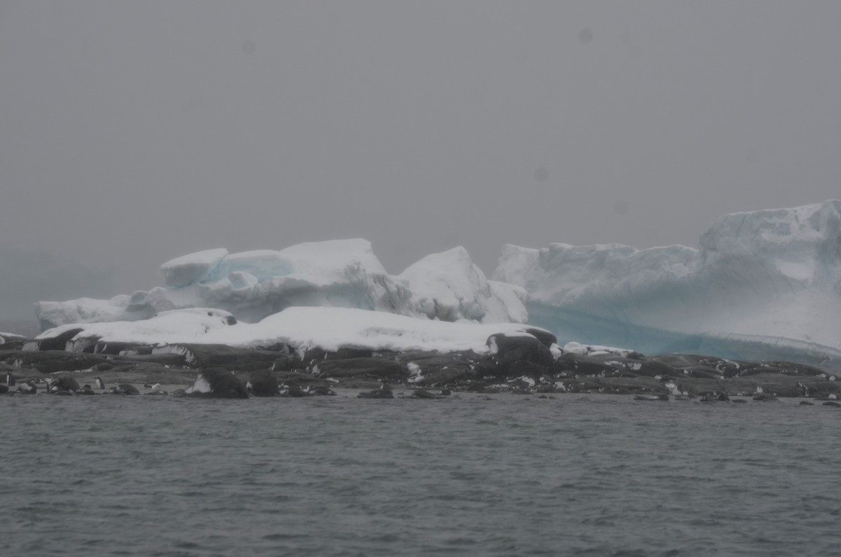 Gentoo Penguin - ML646313989