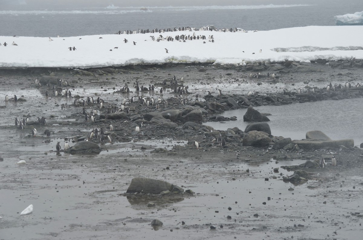 Gentoo Penguin - ML646313991