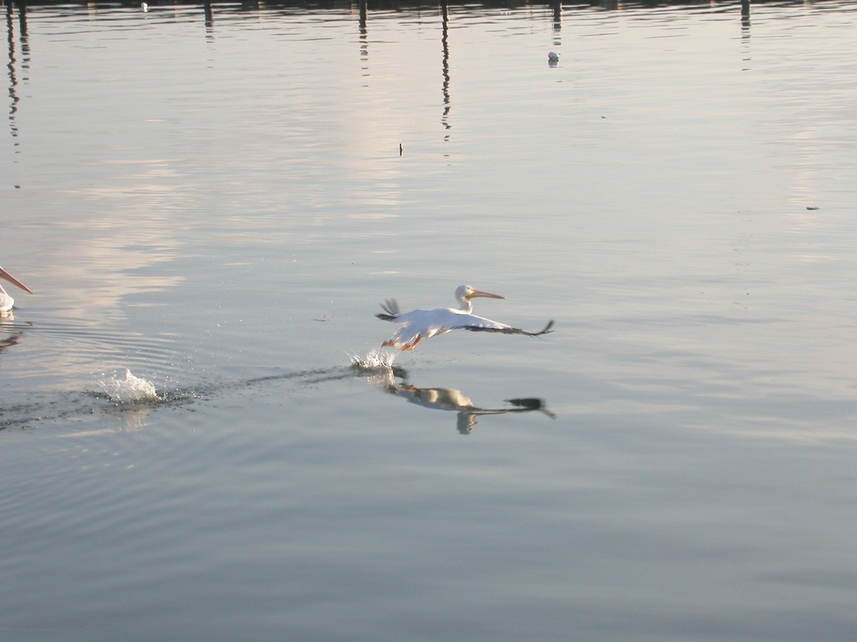 American White Pelican - ML646313997