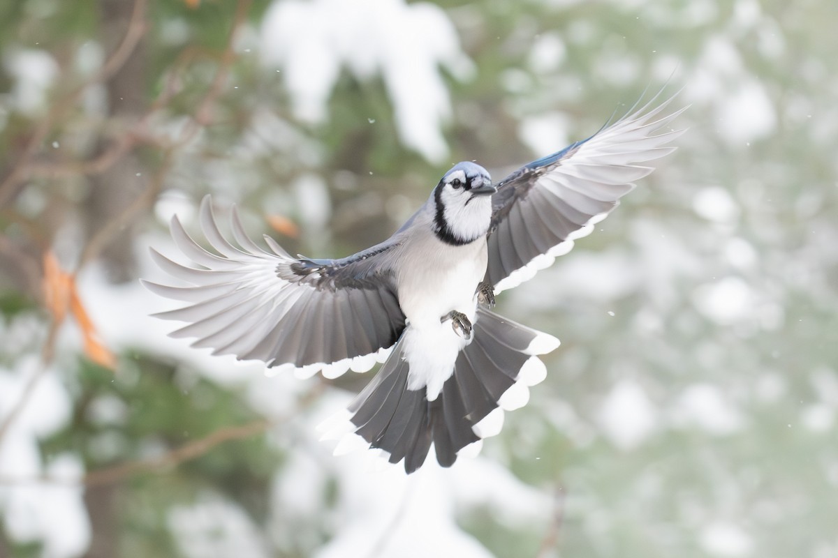 Blue Jay - ML646313998