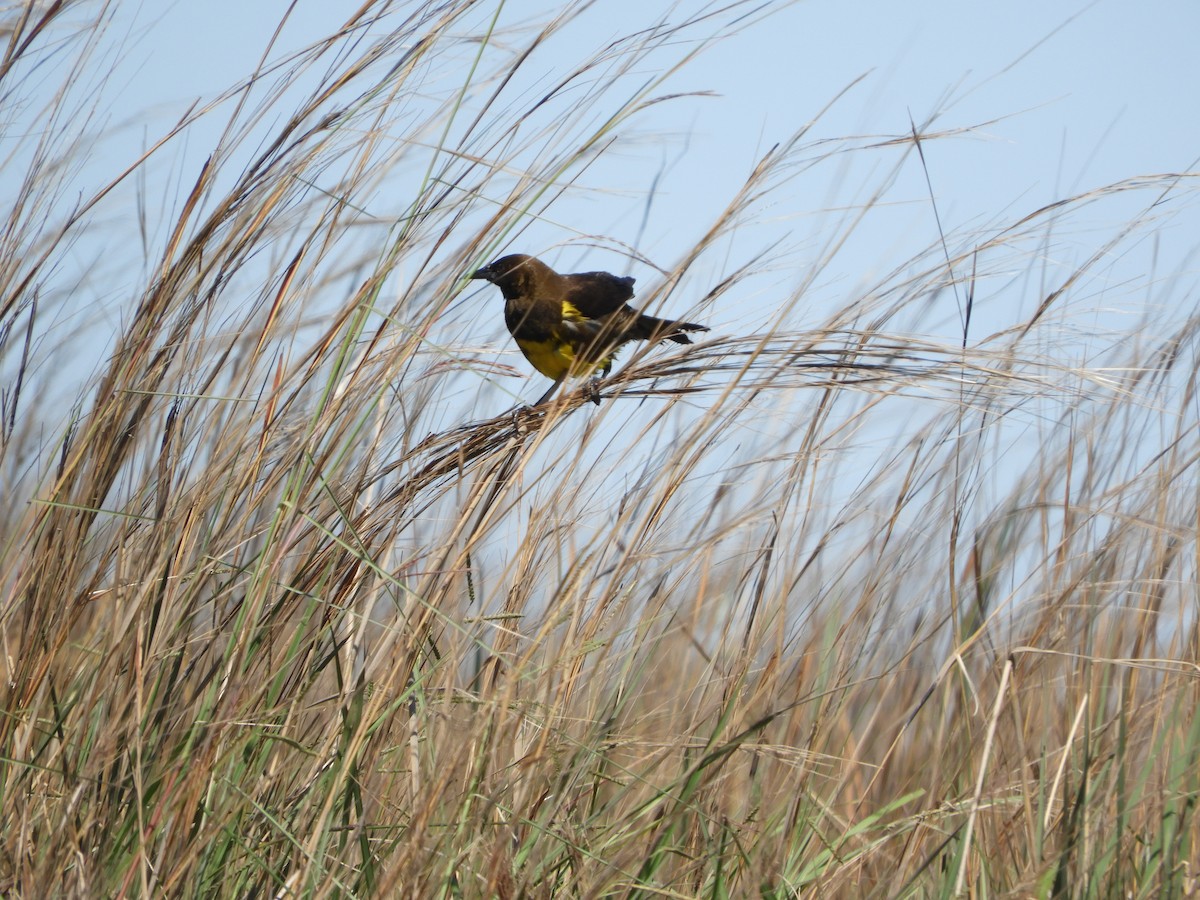 Brown-and-yellow Marshbird - ML646313999