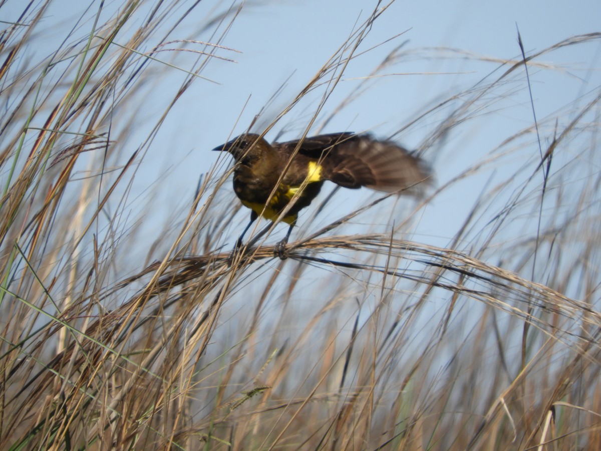 Brown-and-yellow Marshbird - ML646314000
