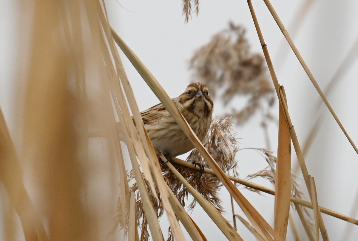 Reed Bunting - ML646314001