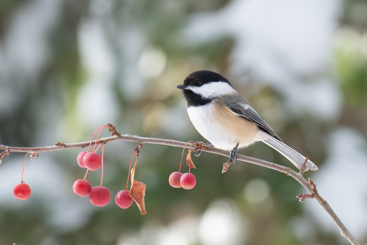 Black-capped Chickadee - ML646314002