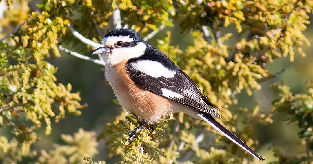 Masked Shrike - ML646314006