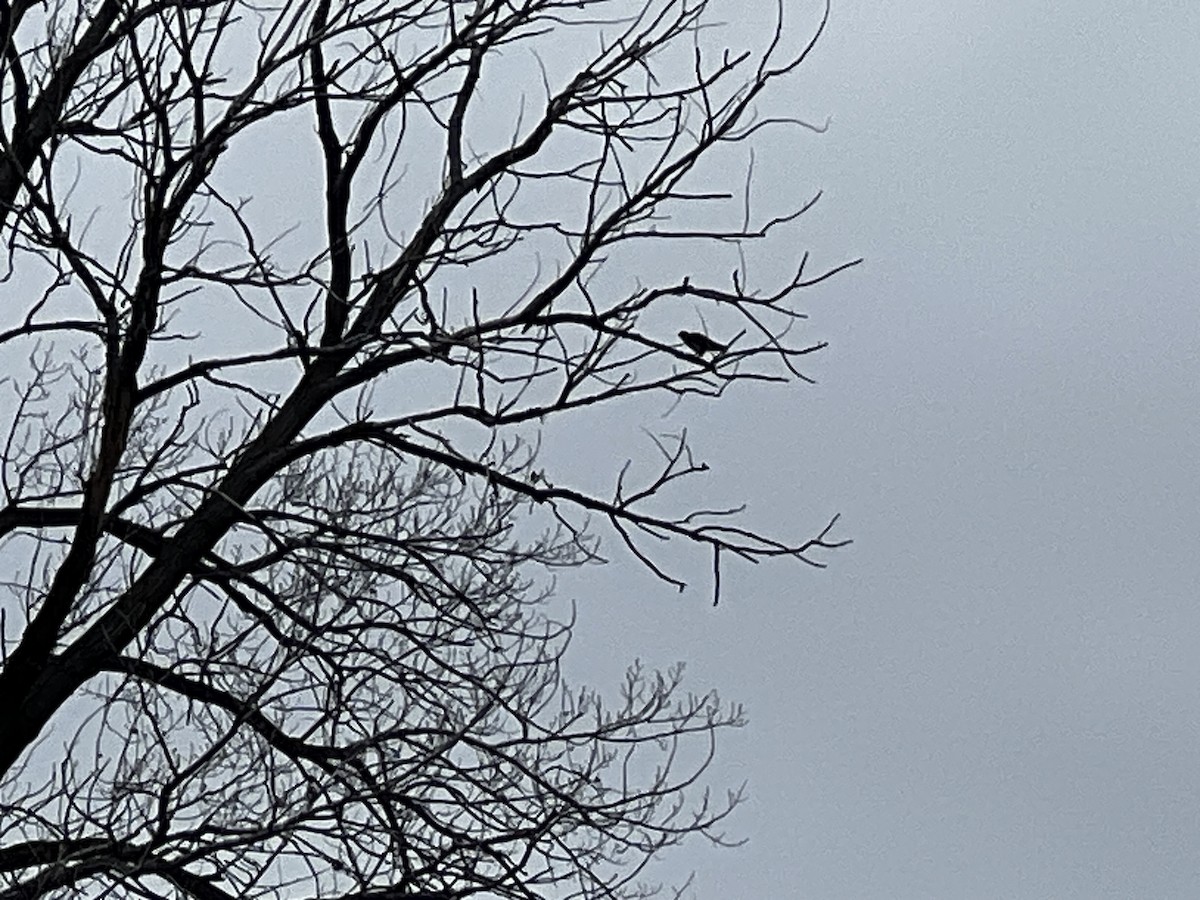 Wanderfalke - ML646314012