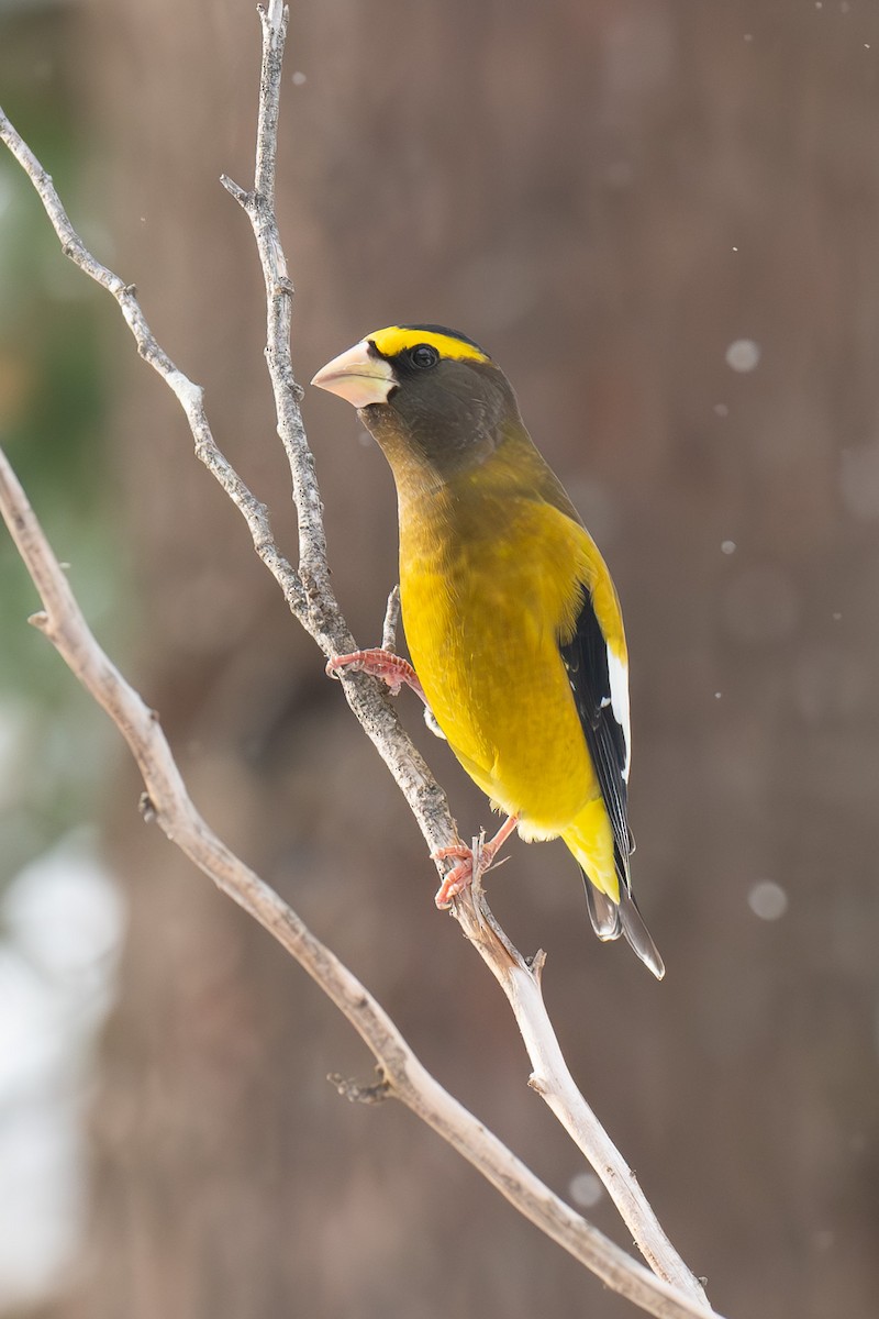Evening Grosbeak - ML646314013