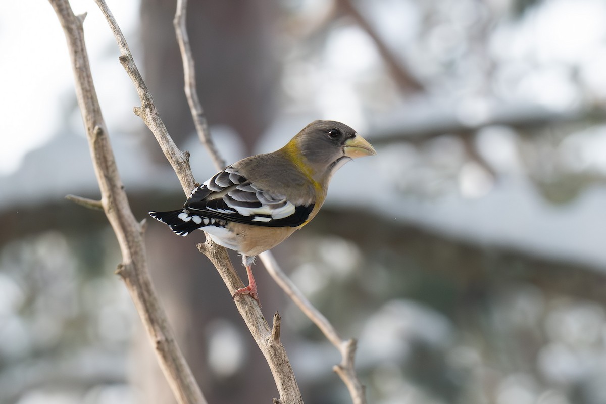 Evening Grosbeak - ML646314014