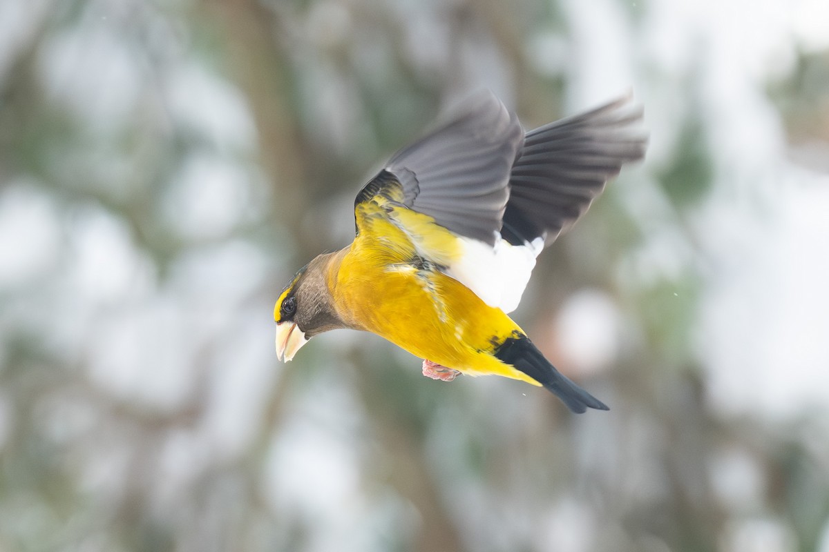 Evening Grosbeak - ML646314015
