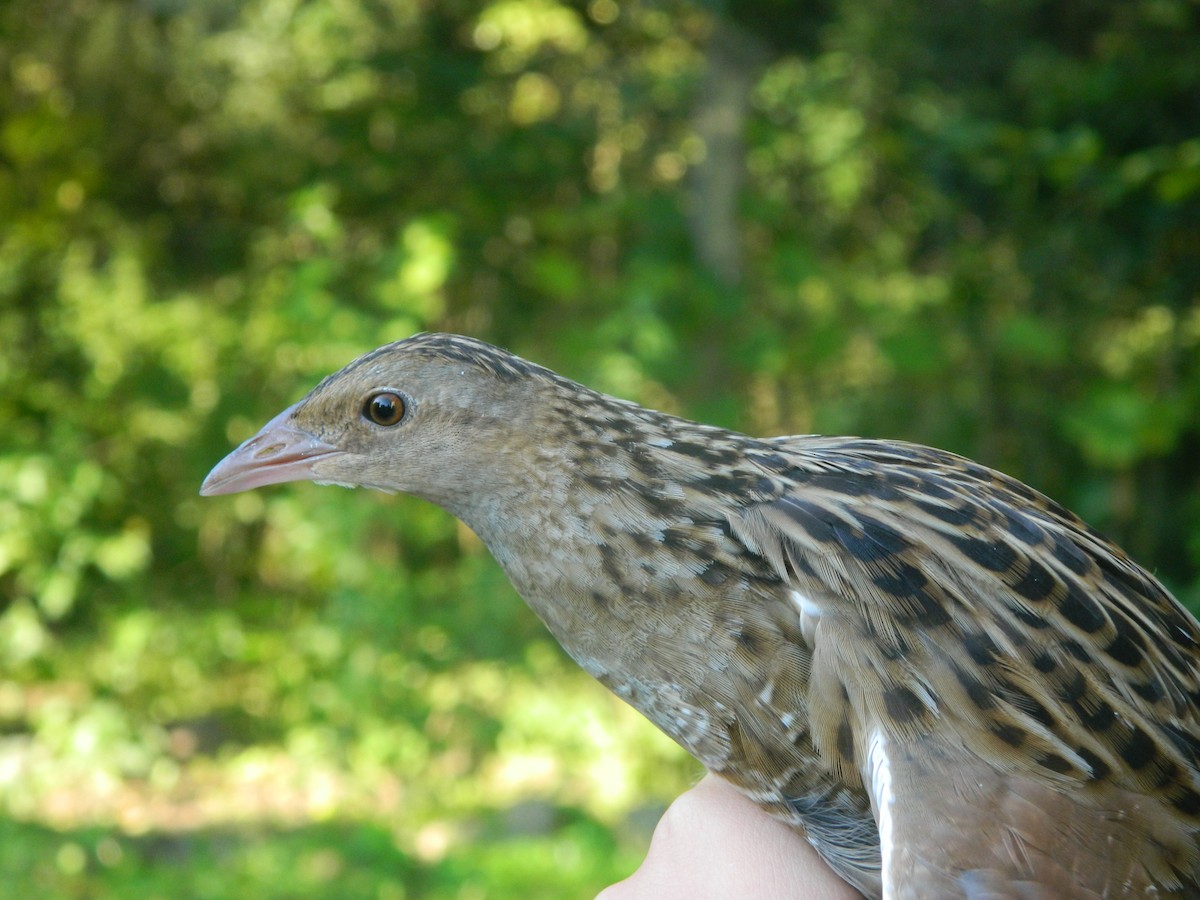 Corn Crake - ML646314016