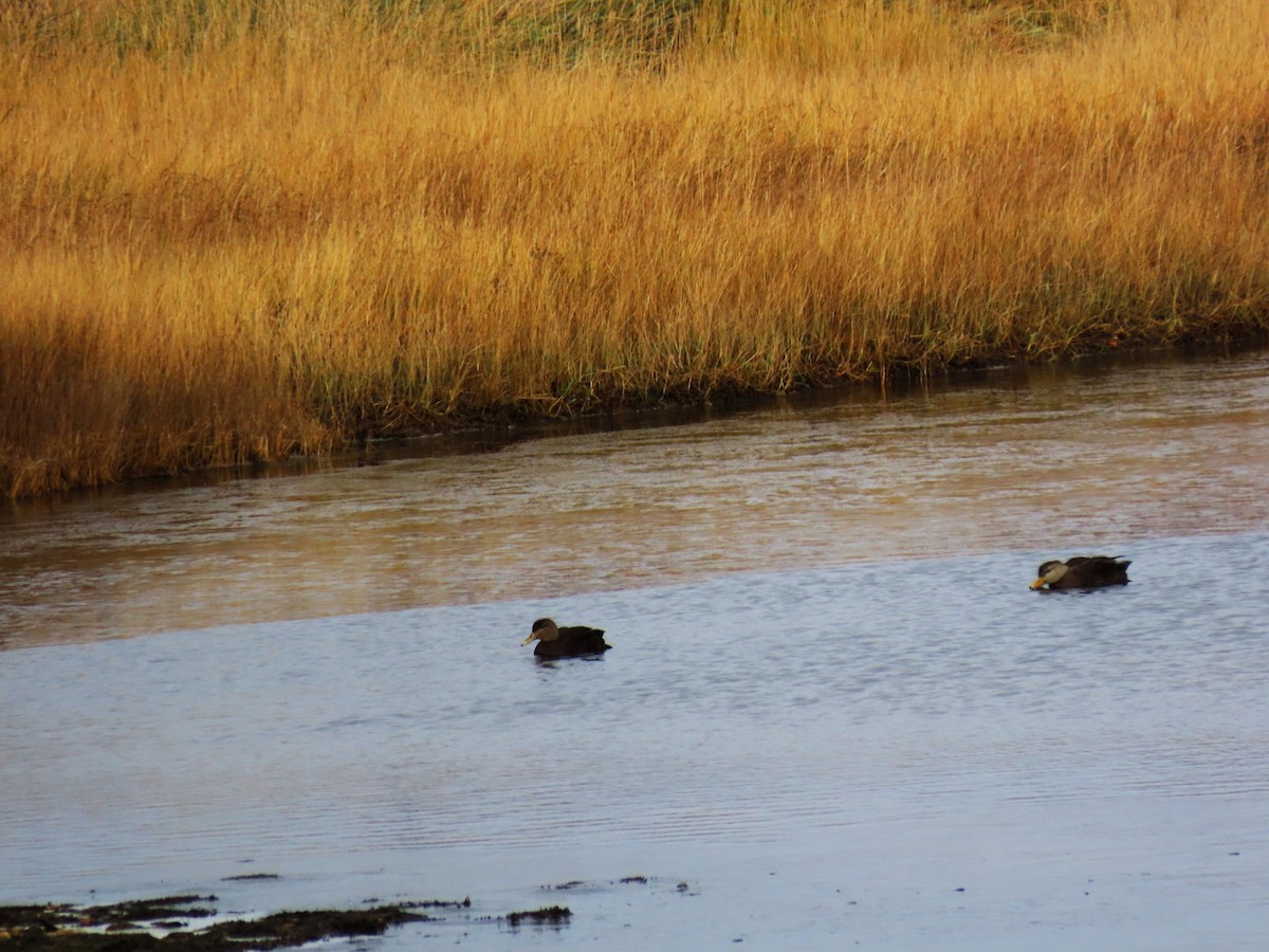 American Black Duck - ML646314018
