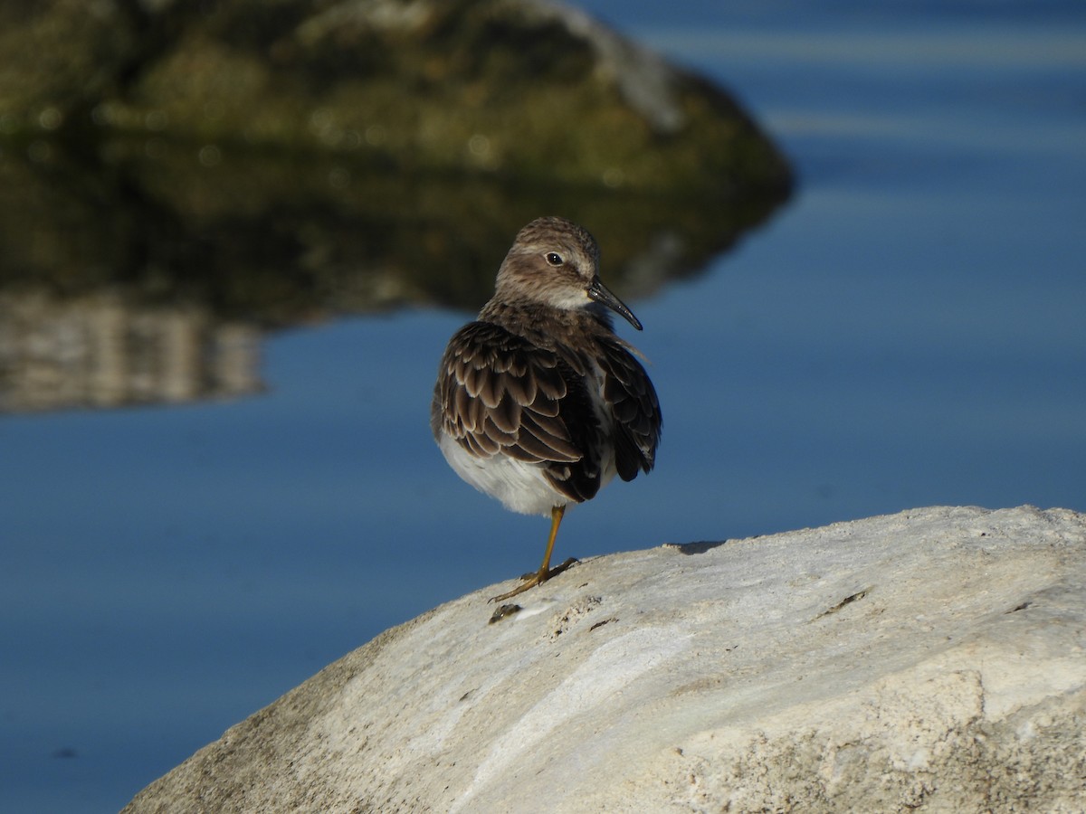 Least Sandpiper - ML646314020