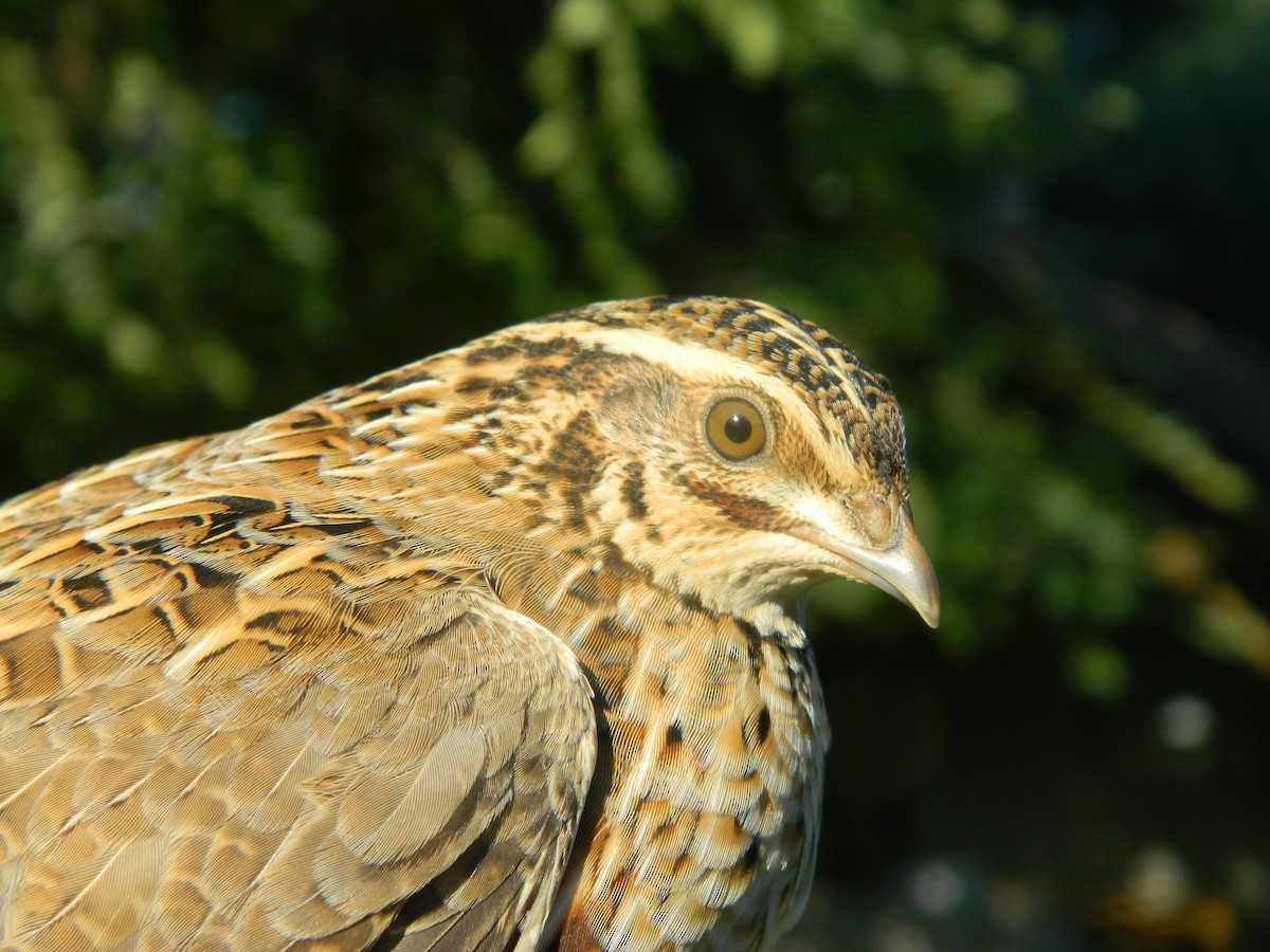 Common Quail - ML646314023