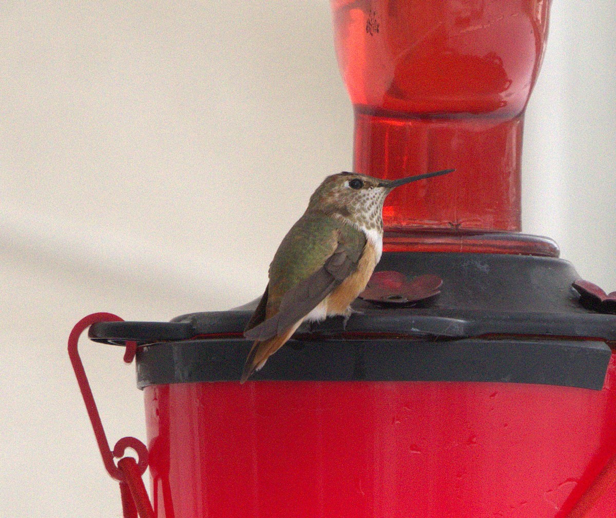 Rufous Hummingbird - ML646314035