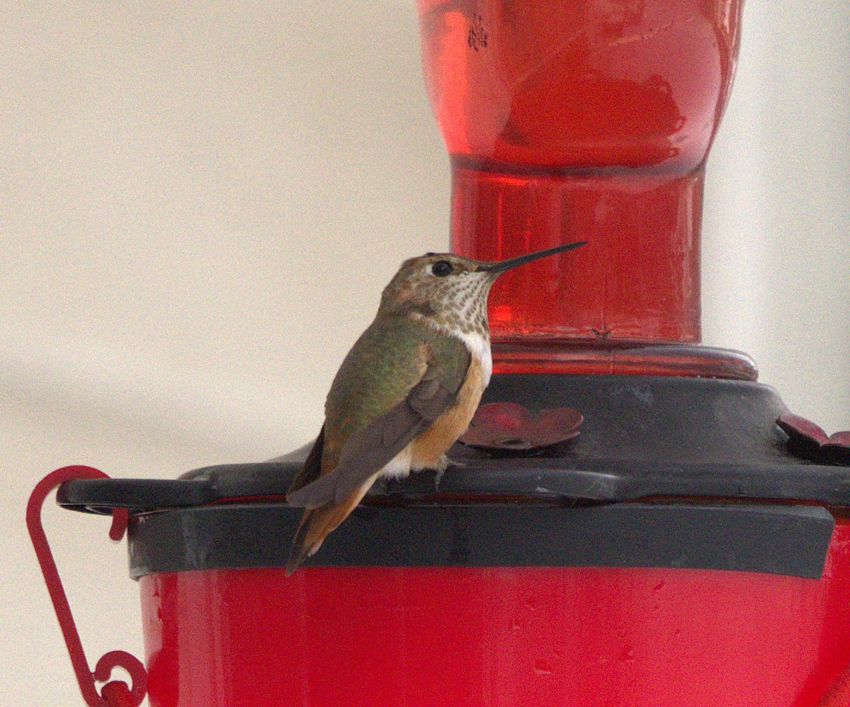 Rufous Hummingbird - ML646314036