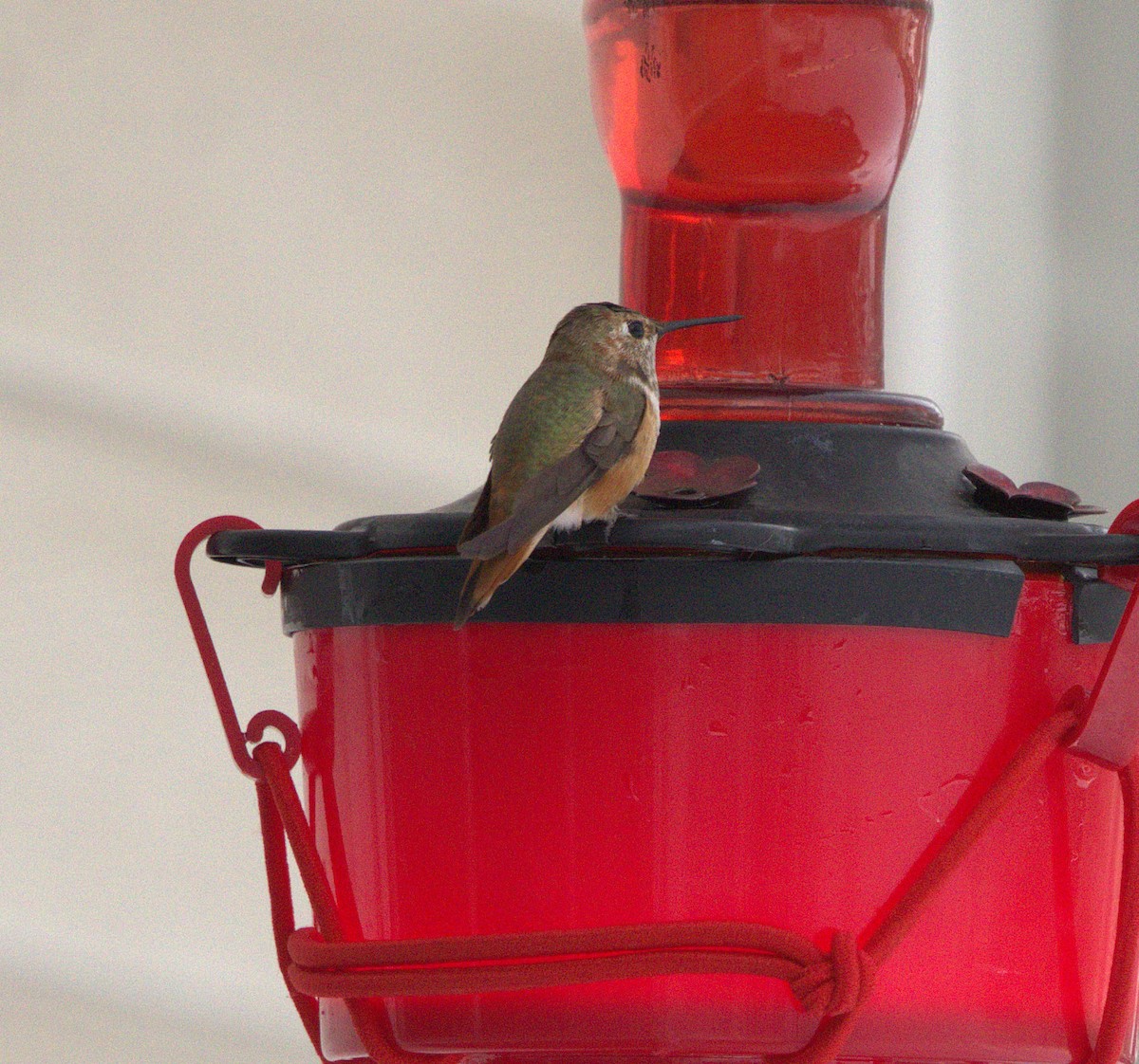 Rufous Hummingbird - ML646314037