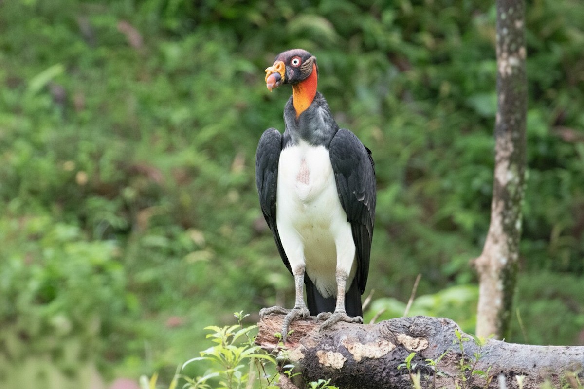 King Vulture - ML646314039