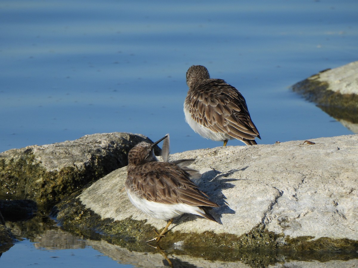 Least Sandpiper - ML646314045