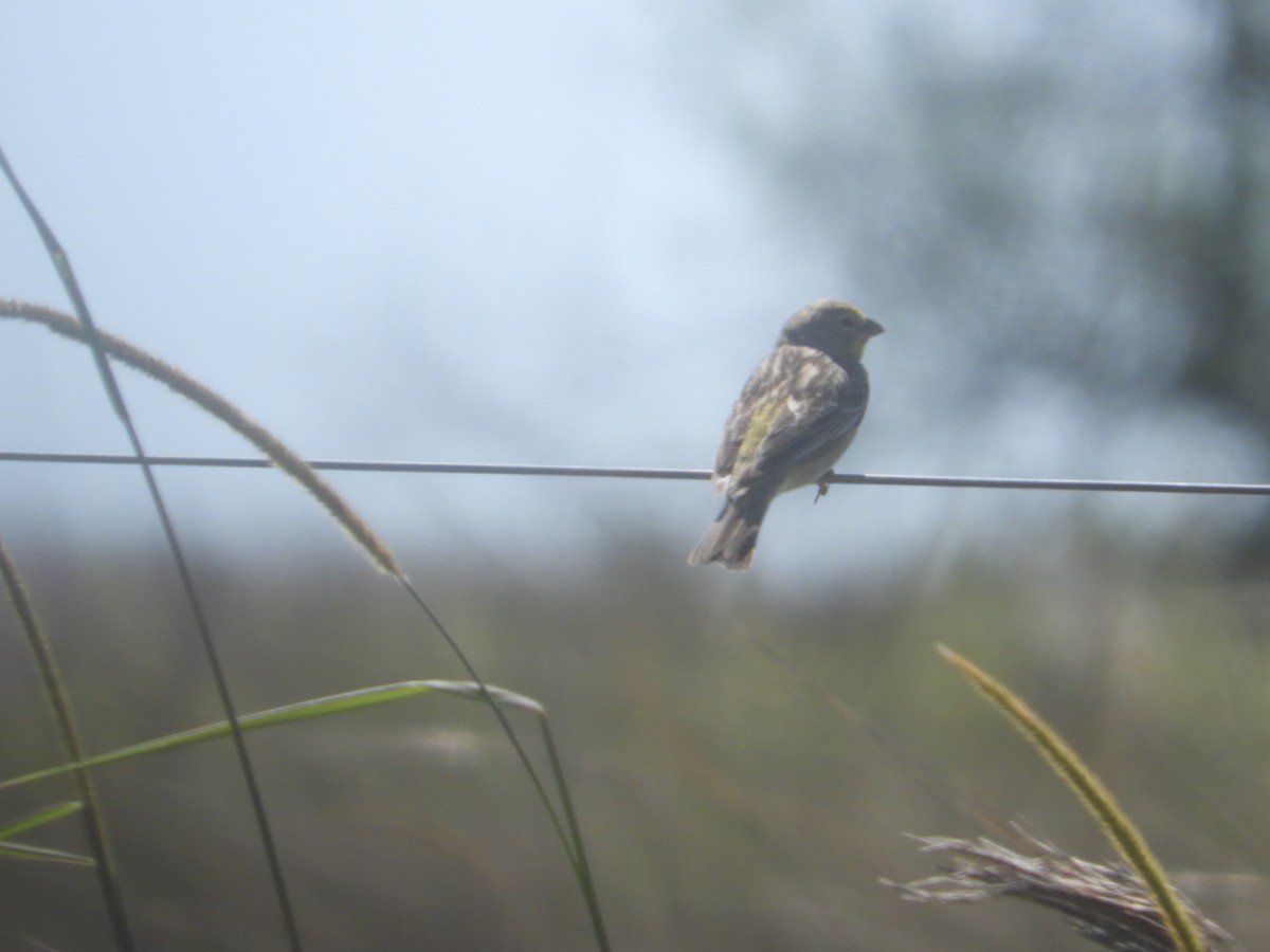 Kurzschnabel-Gilbtangare - ML646314051