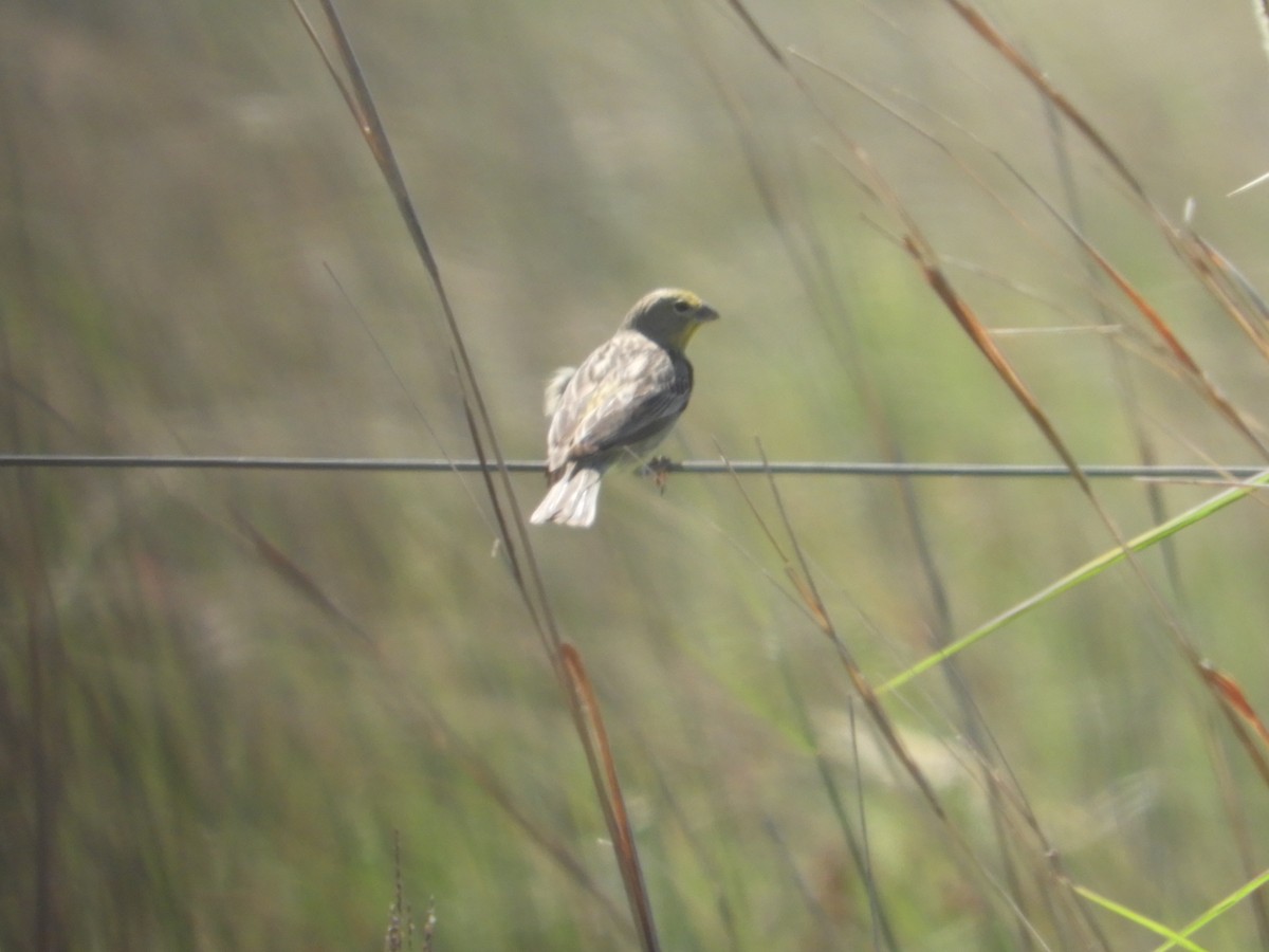 Kurzschnabel-Gilbtangare - ML646314052