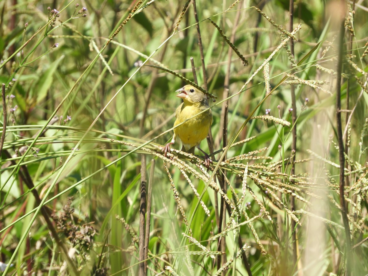 Kurzschnabel-Gilbtangare - ML646314053