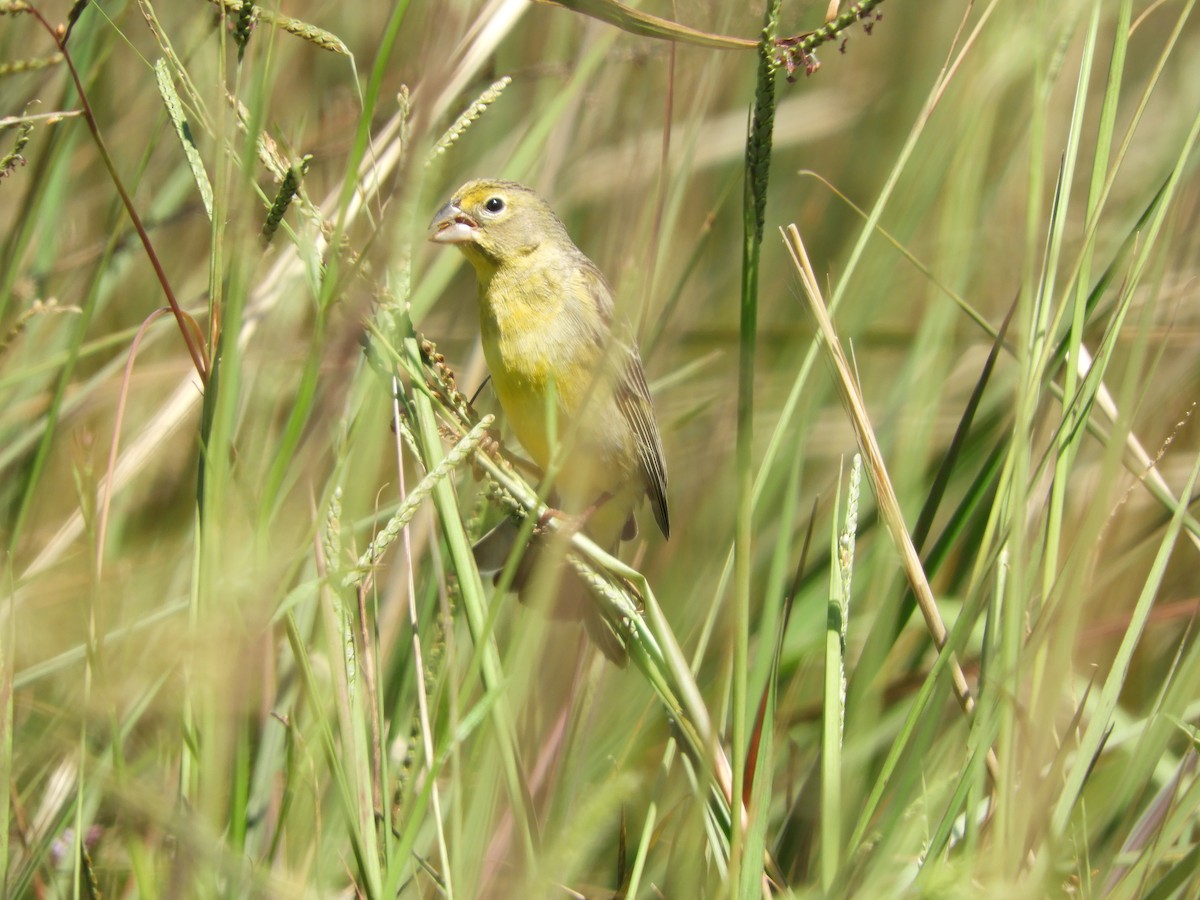 Kurzschnabel-Gilbtangare - ML646314054