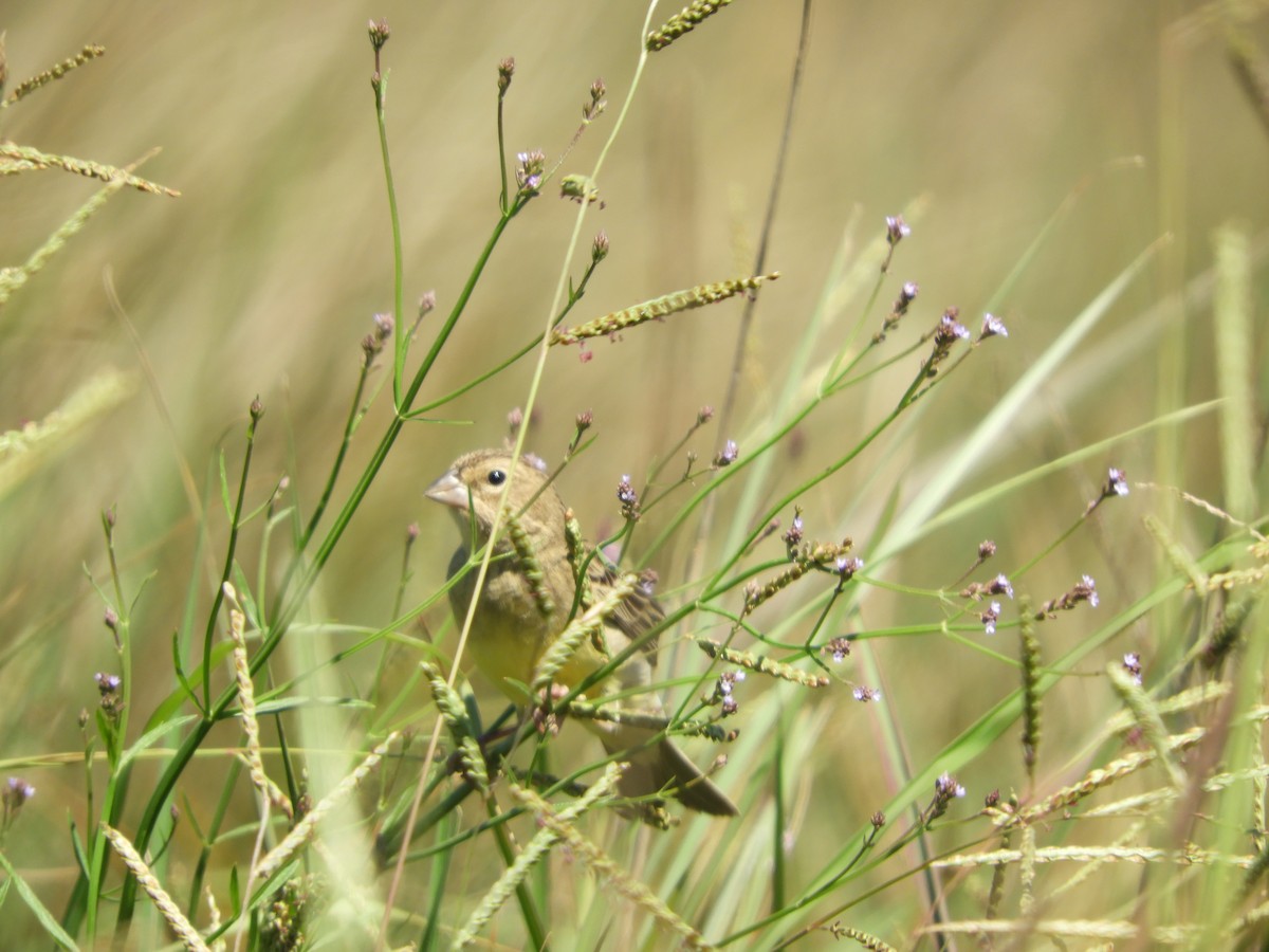 Kurzschnabel-Gilbtangare - ML646314055