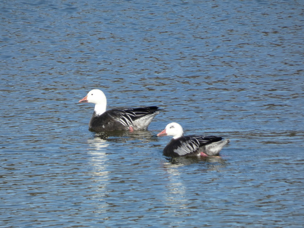 Snow Goose - ML646314061