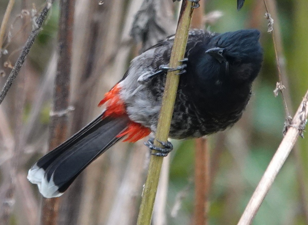 Red-vented Bulbul - ML646314066