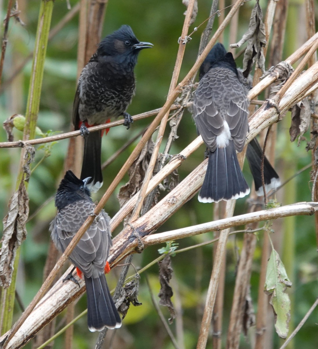 Red-vented Bulbul - ML646314067