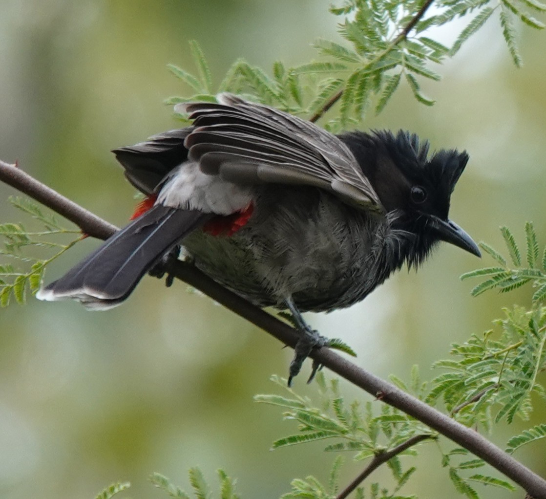 Red-vented Bulbul - ML646314069