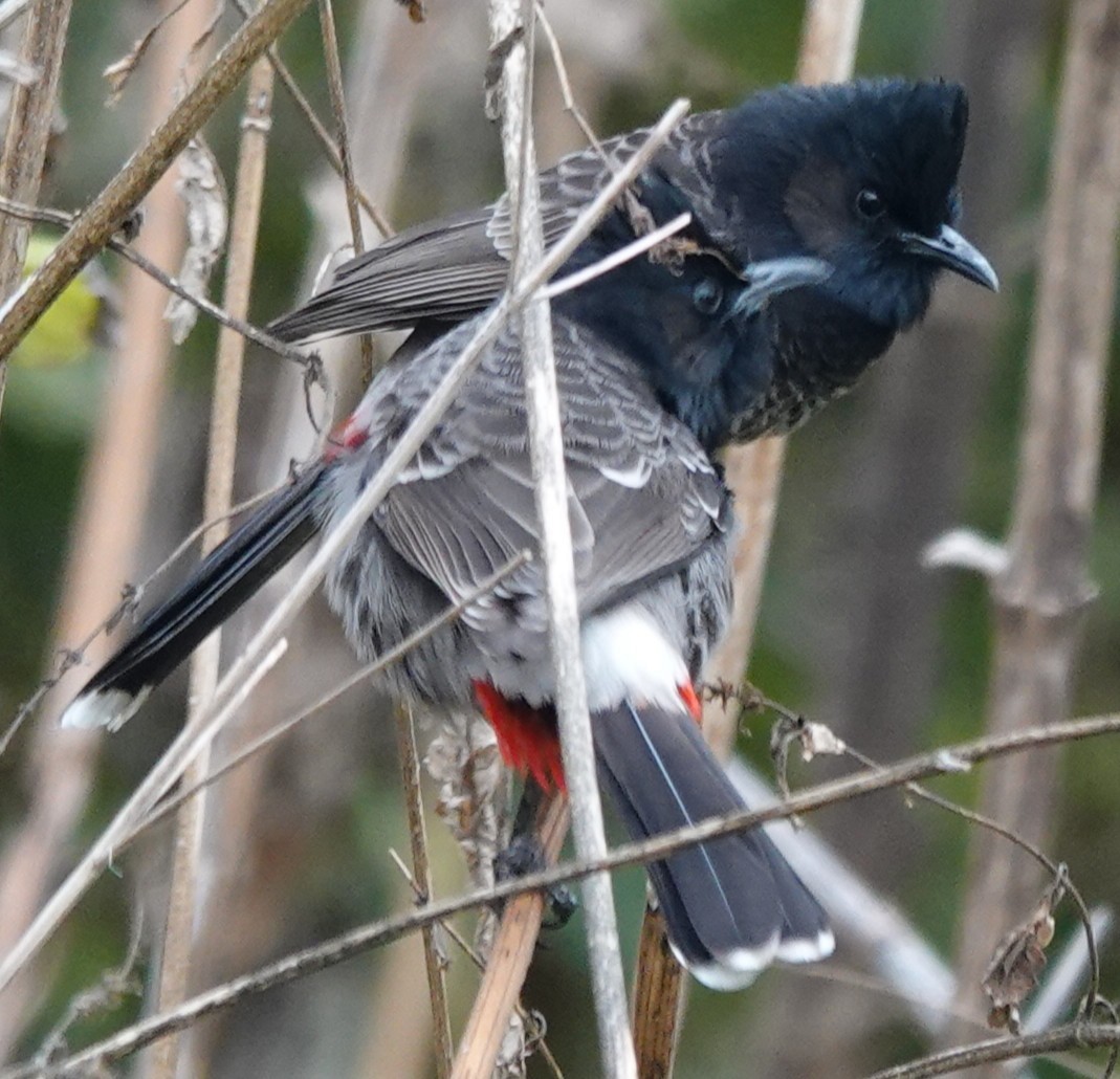 Red-vented Bulbul - ML646314070