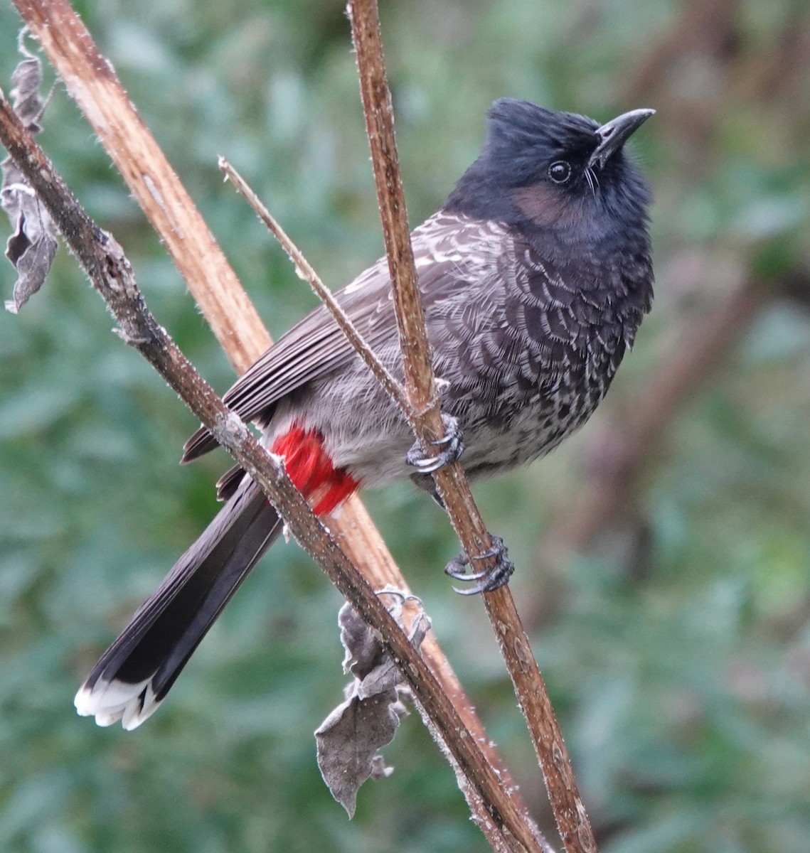 Red-vented Bulbul - ML646314071