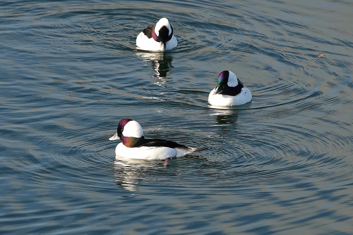 Bufflehead - ML646314073