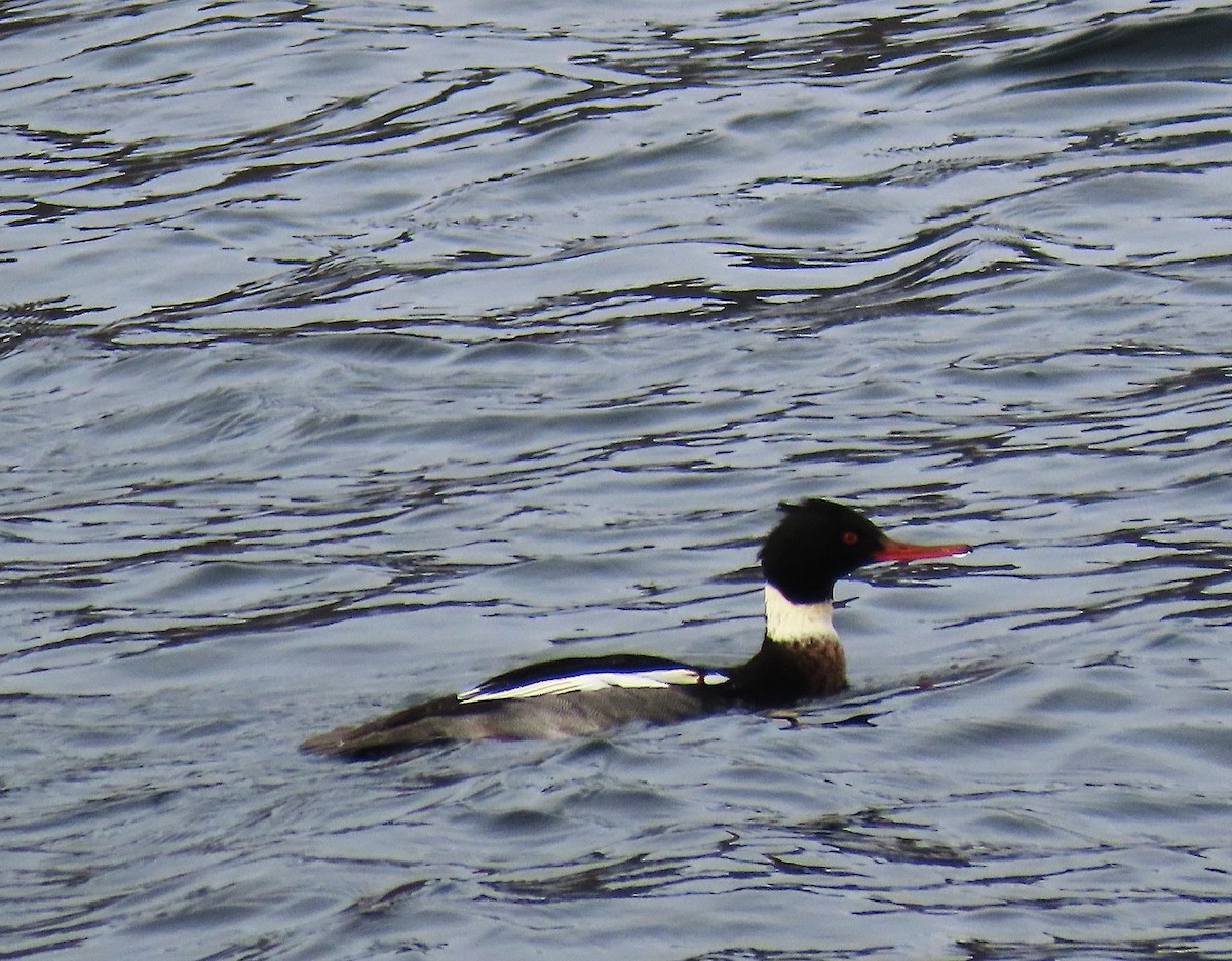 Red-breasted Merganser - ML646314078