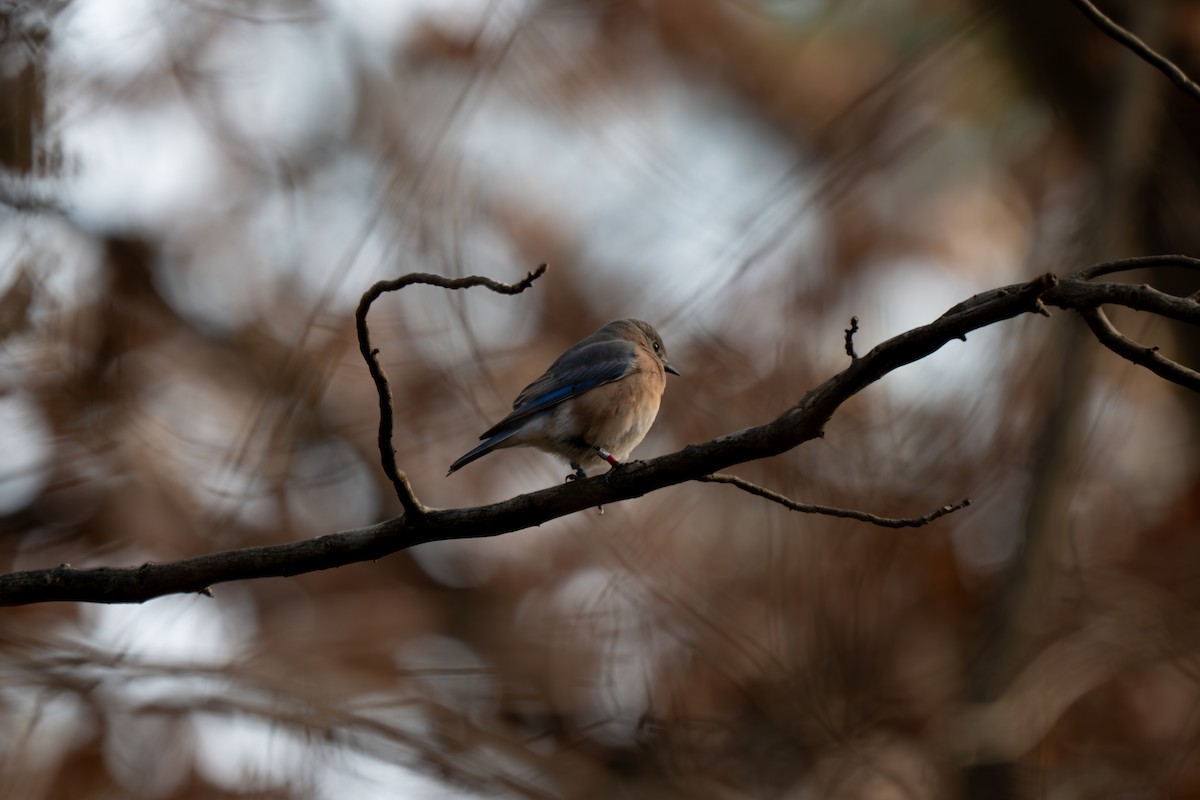 Azulejo Oriental (sialis/bermudensis) - ML646314081