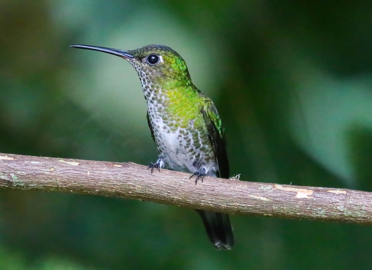 Colibri grivelé - ML646314082