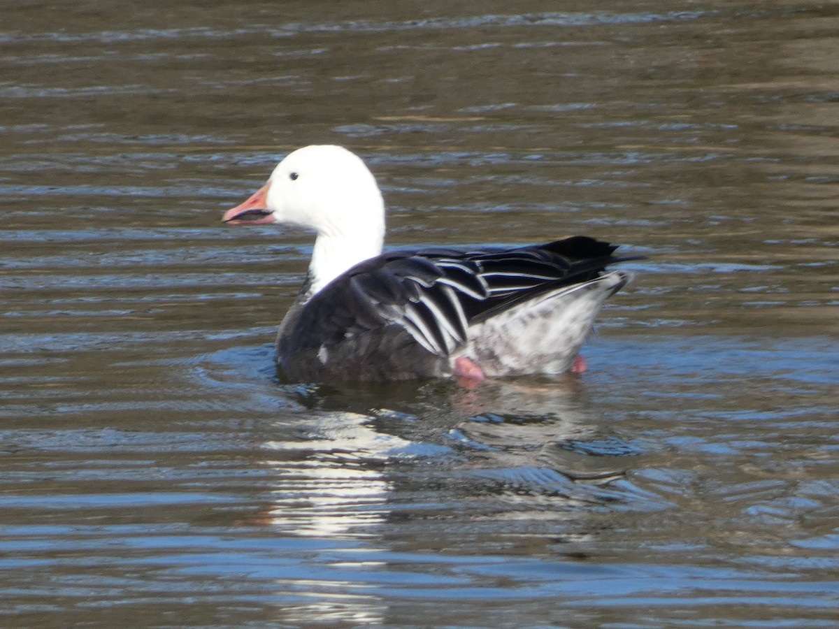 Snow Goose - ML646314083