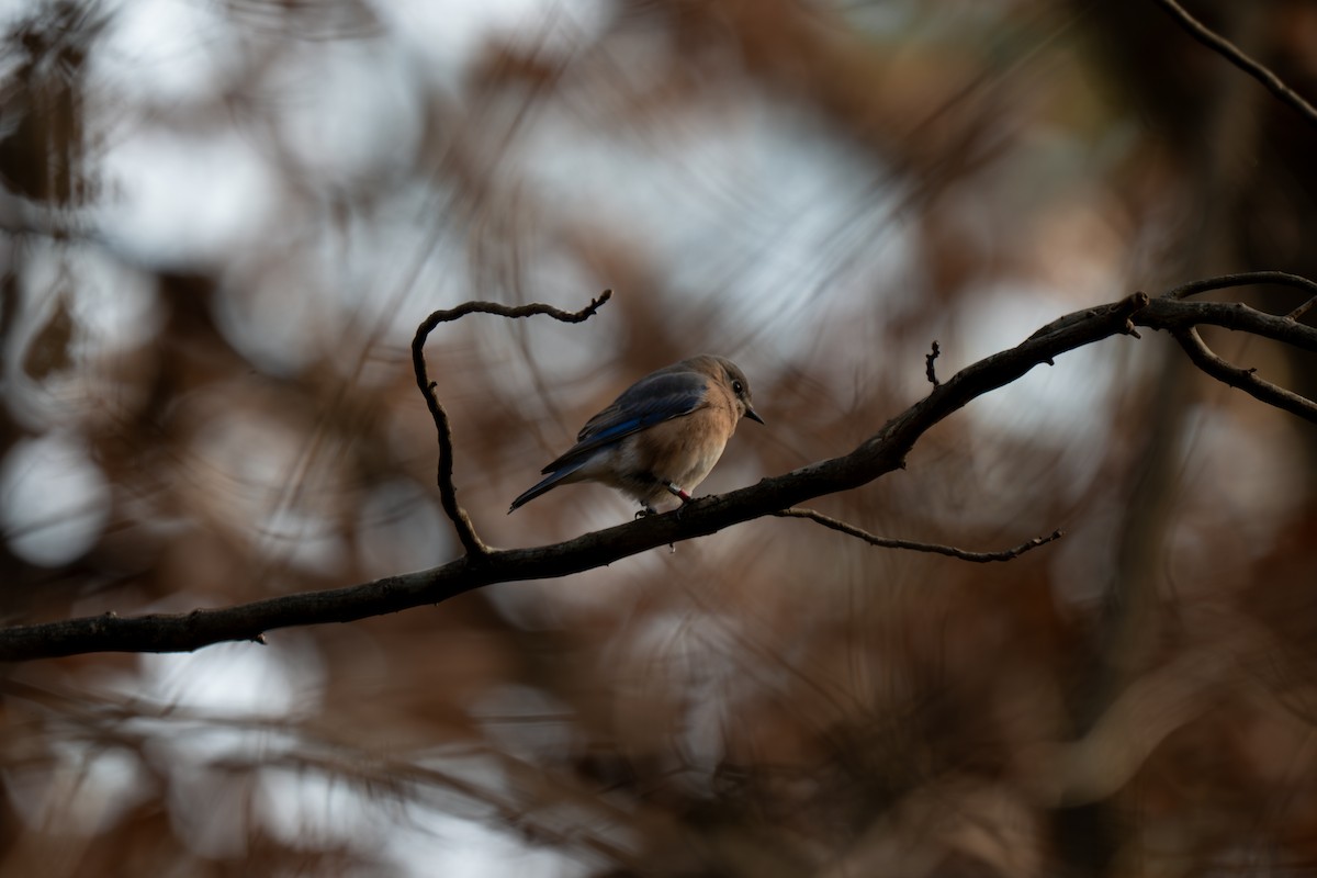 Azulejo Oriental (sialis/bermudensis) - ML646314084