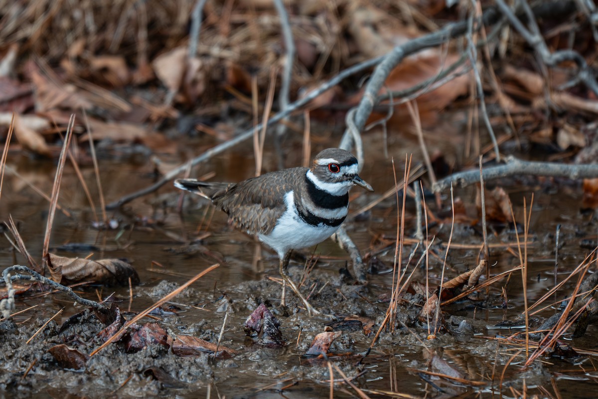 Chorlitejo Culirrojo - ML646314087