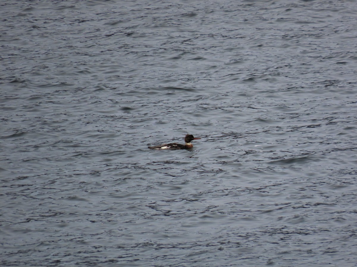 Red-breasted Merganser - ML646314088