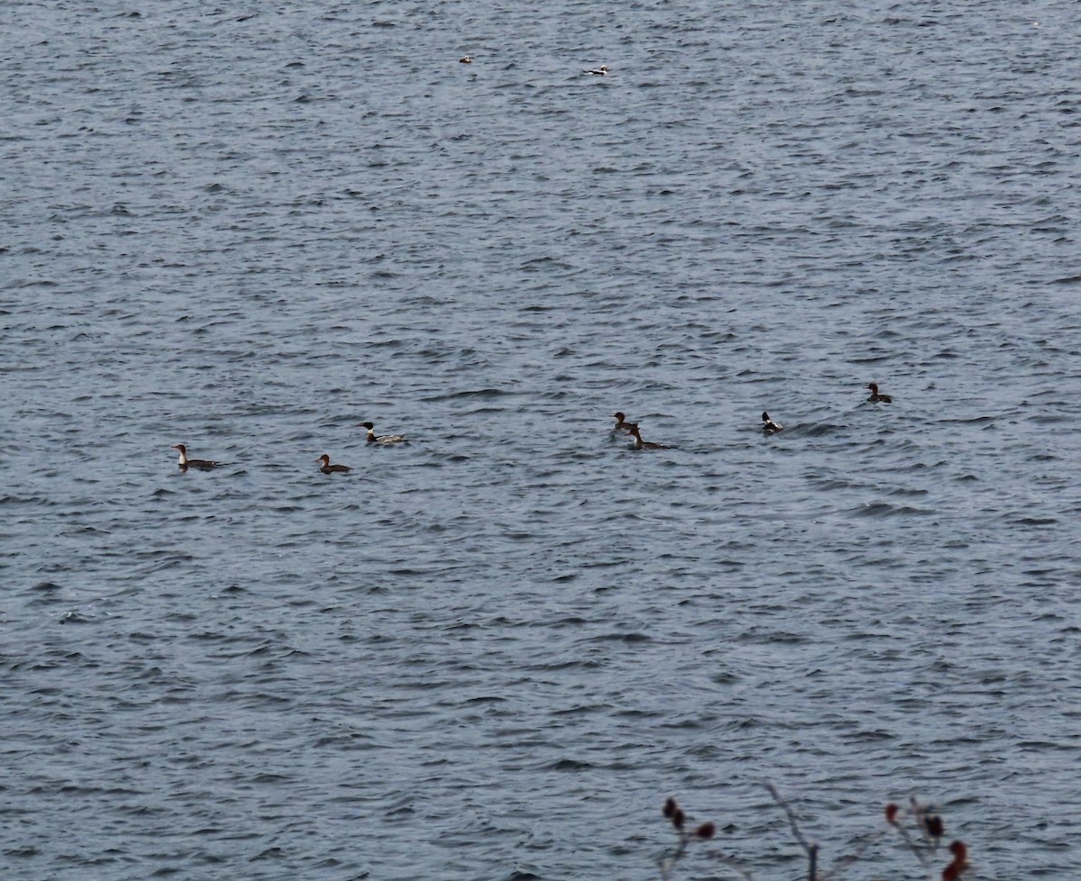 Red-breasted Merganser - ML646314089